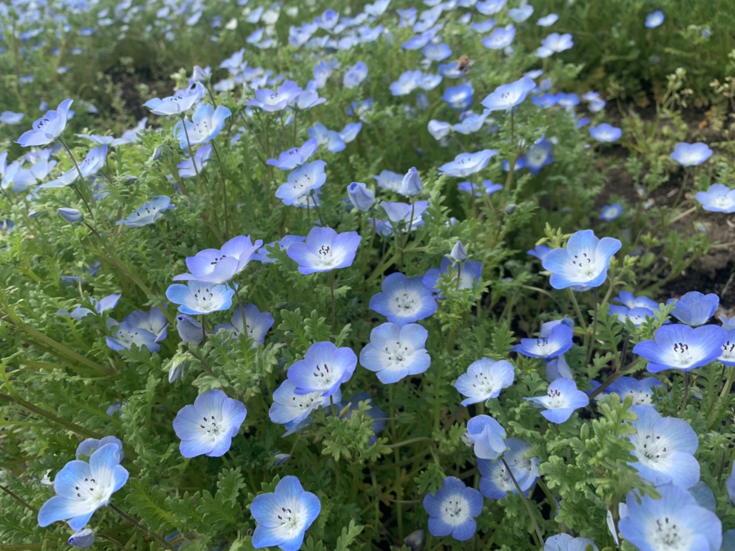 ネモフィラ尽くし🌼